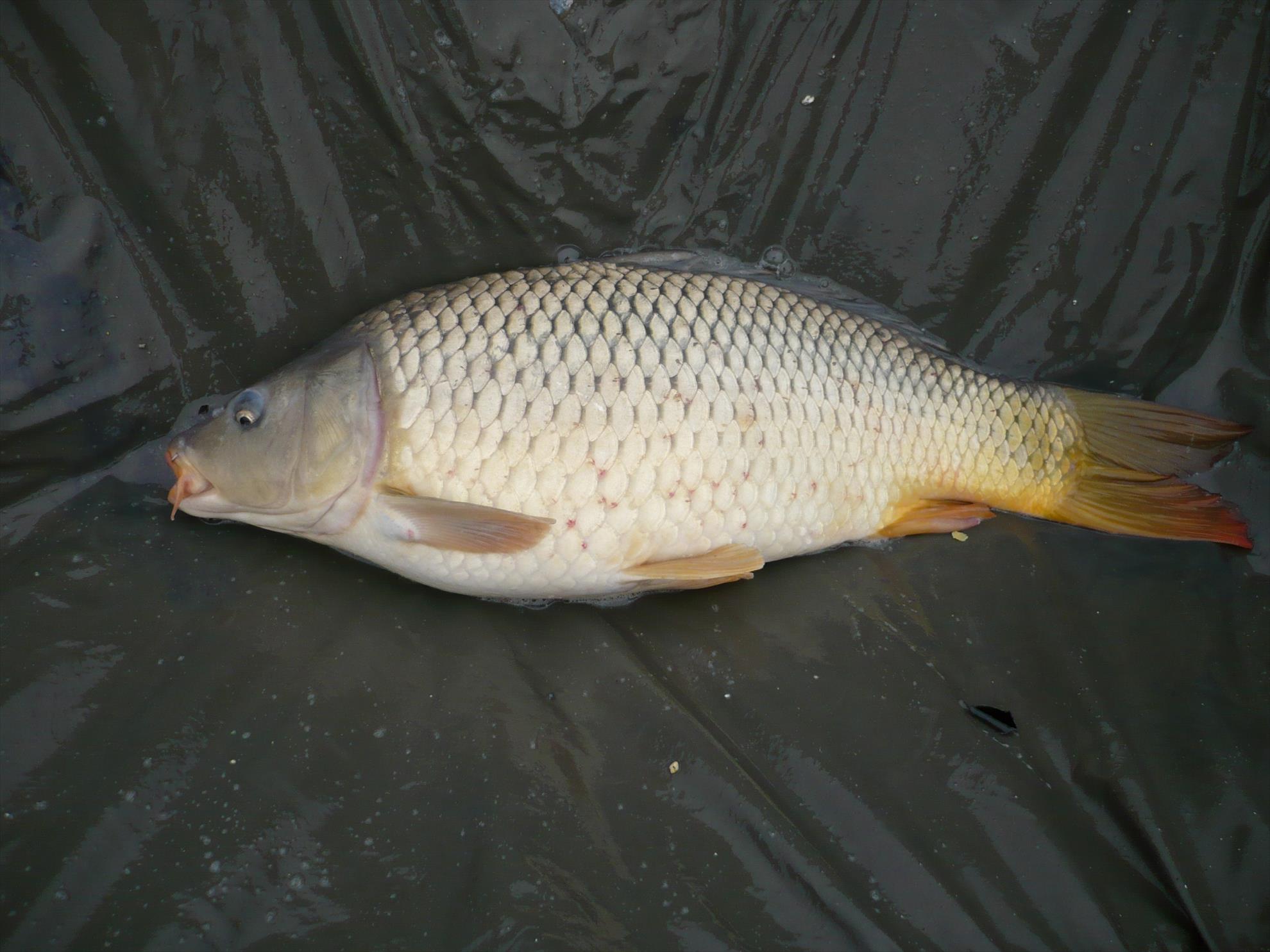 MV2 - 13.NOI.2013 - p1010936.JPG